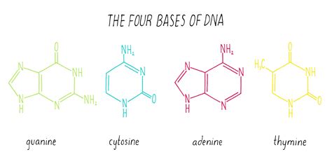 4 Bases Of Dna