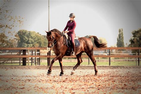 4 basic horse riding exercises to straighten your horse