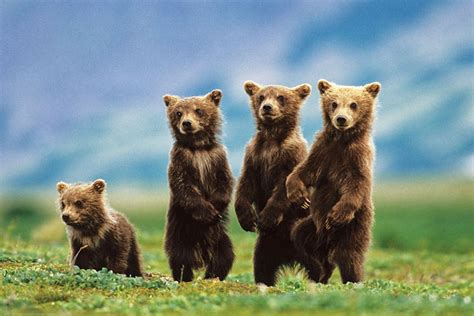4 bears. Scientific Name: Ursus spp Common Names: Bear, panda Basic Animal Group: Mammal Size (length): Sun bear: 4–5 feet; brown bear: 5–10 feet Weight: Sun bear: 60–150 pounds; brown bear 180–1300 pounds Lifespan: 20–35 years Diet: Omnivore Habitat: Woodlands, grasslands, deserts, temperate and tropical forests, on all … 