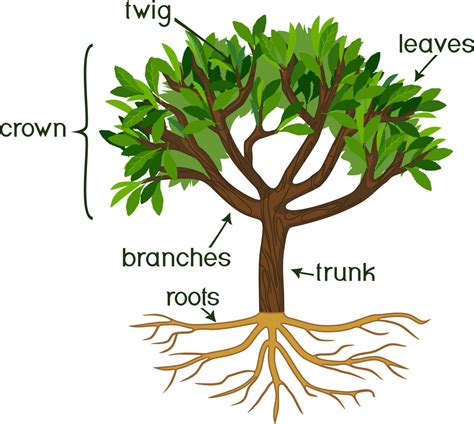 4 branch. The 4-Branch Awesome Tree Diagram Template for PowerPoint is a problem-solving presentation tool. The sub-branches trace back to root or center of diagram. Hence, these tree-branch slides are useful for … 