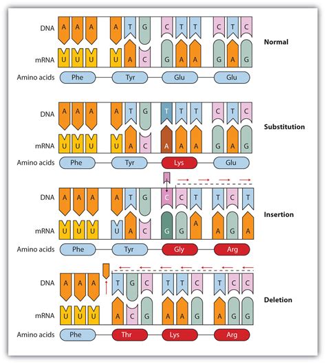 4 E Mutation And Variation Exercises Biology Libretexts Chromosomal Mutations Worksheet Answers - Chromosomal Mutations Worksheet Answers