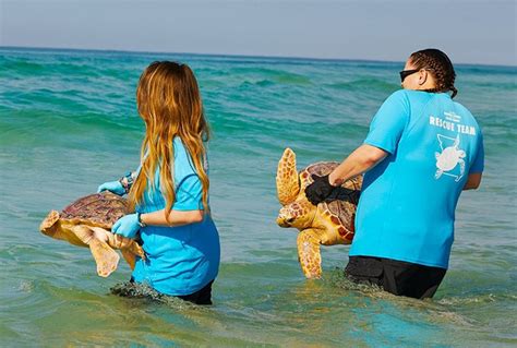 4 rescued sea turtles released back into the ocean off the Cape after months of rehab