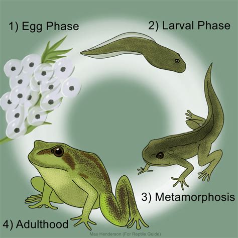 4 Stages Of A Frog Life Cycle Amp Life Cycle Of Frog Drawing - Life Cycle Of Frog Drawing