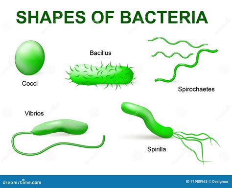 4 Types Of Bacteria