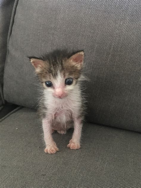 4 week kitten. You can deworm kittens at this age using a wormer product designed for 2-week-old kittens. Bottle-fed kittens can now be fed every 3-4 hours. They will still need help pooing. 
