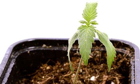 4 week old autoflower pictures. NET Framework 3.  Quality and Reliability Improvements For a li...