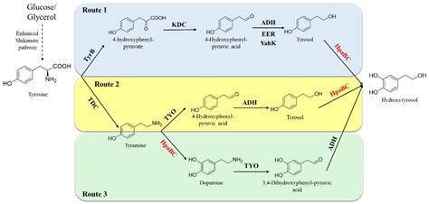 4-Hydroxyphenylacetate - an overview ScienceDirect Topics