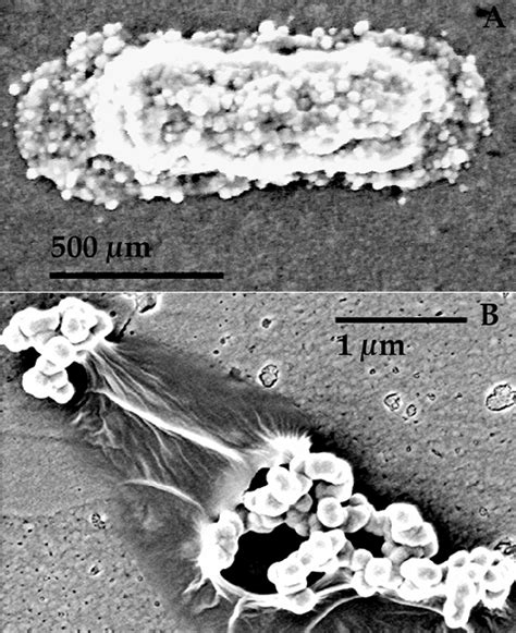 4. Biologically Induced Mineralization by Bacteria - De Gruyter