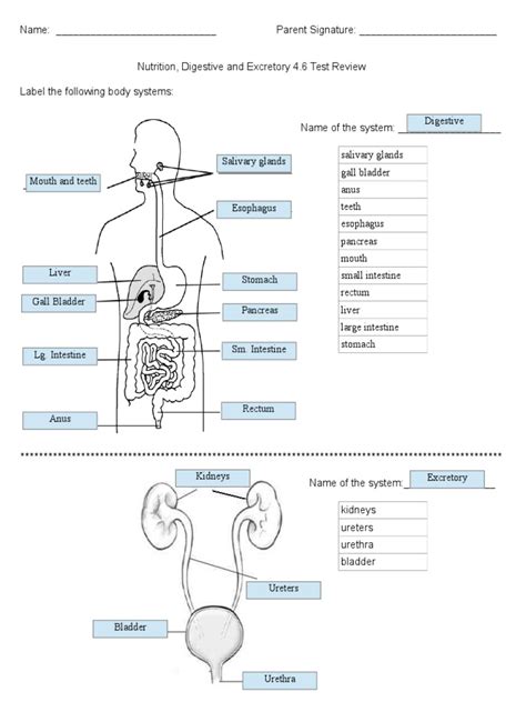 4.6 Review Answers.doc Digestion Human Digestive System