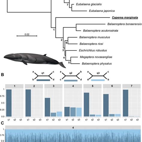 4.On-Chain Analysis: Whale Activity and Network Health