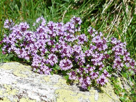 40+ Free Thyme Flower & Thyme Images - Pixabay