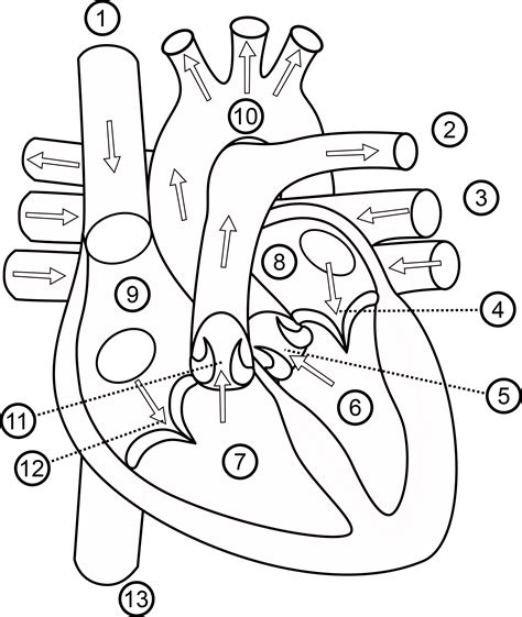 40+ Printable Diagram Of The Heart PNG Printable Diagram