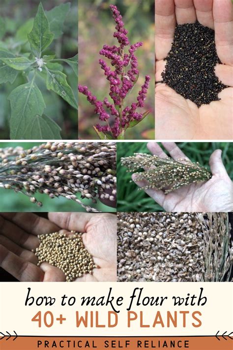 40+ Wild Plants You Can Make into Flour - Practical …