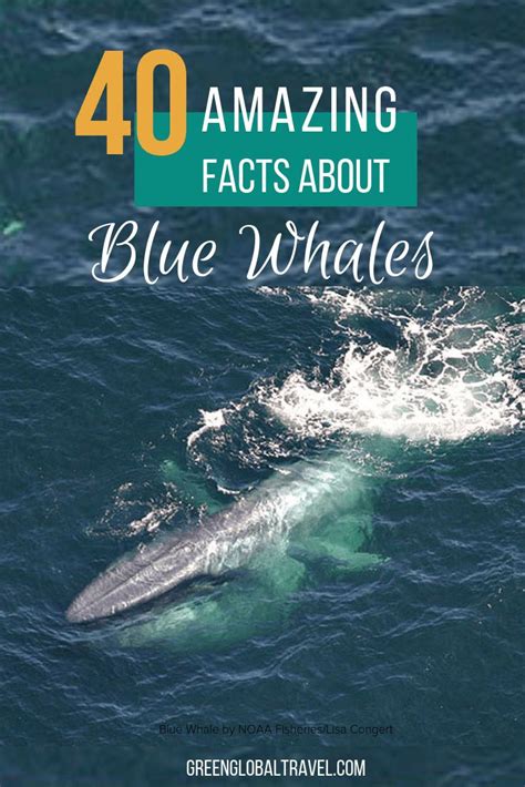 40 Fascinating Blue Whale Facts (From Size & Diet to …