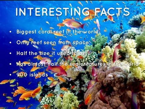 40 Interesting Facts About the Great Barrier Reef - wintechmobiles.com