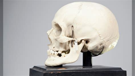 40 human skulls found inside apartment