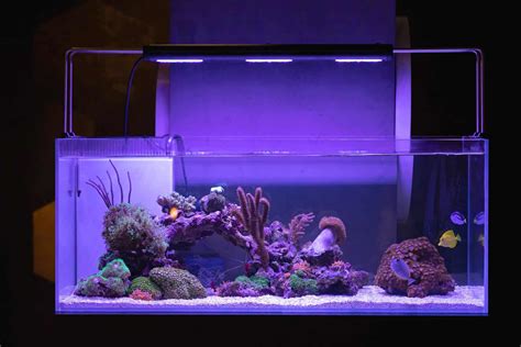 The standard aquarium is made with care to ensure that it can stand up to almost any application. These aquariums come in a wide range of sizes with black trim styling. Large aquariums feature one-piece center-braced frames that eliminate glass bowing.. 