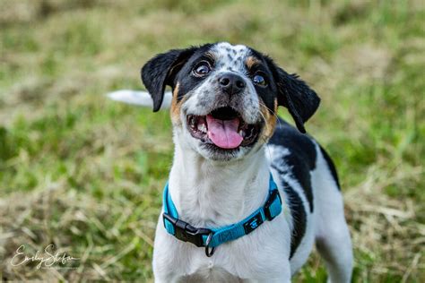 Meet Jack, an Australian Cattle Dog / Blue Heeler & Great Pyrenees Mix Dog for adoption, at 405 Animal Rescue Inc in Shawnee, OK on Petfinder. Learn more about Jack today.. 