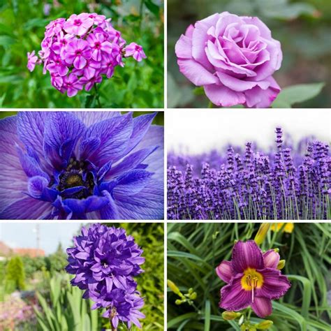 41 Purple Perennial Flowers With Names …