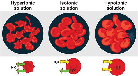 41.1: Osmoregulation and Osmotic Balance - Biology … - wintechmobiles.com