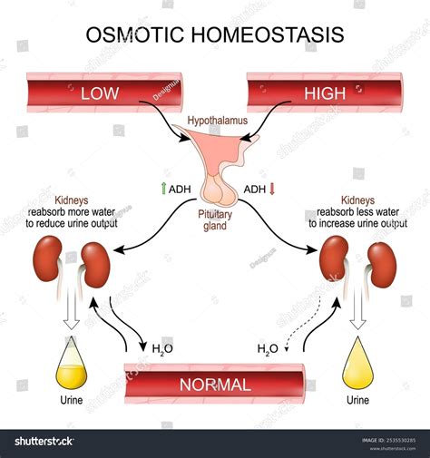 41.4: Osmoregulation and Osmotic Balance - Biology … - wintechmobiles.com