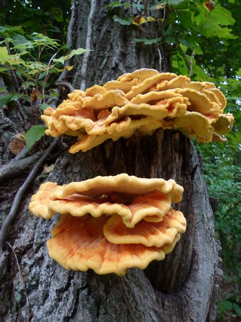 416 Chicken Of The Woods Premium High Res Photos