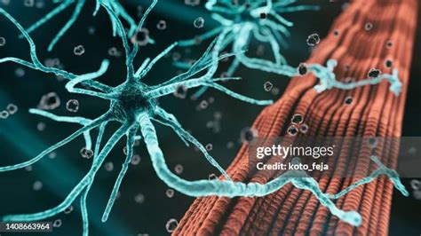 416 Neuromuscular Disease Images, Stock Photos & Vectors Shutterstock