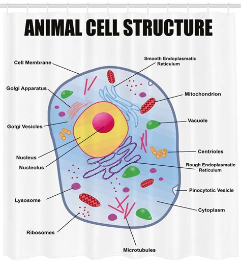 42 43 Animal Cell Labeled Parts Worksheet Property Animal Cell Parts Worksheet - Animal Cell Parts Worksheet