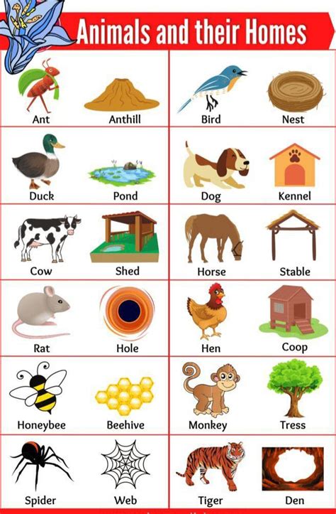 42 Free Animals And Their Homes Pictures Esl Animals And Their House - Animals And Their House
