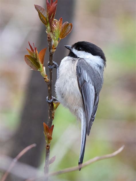 42. Chickadees, Nuthatches, Titmouse and Brown Creeper