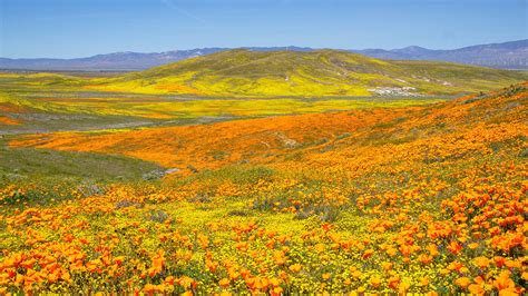 420 Flower: The Best California Flower for 4.20.23