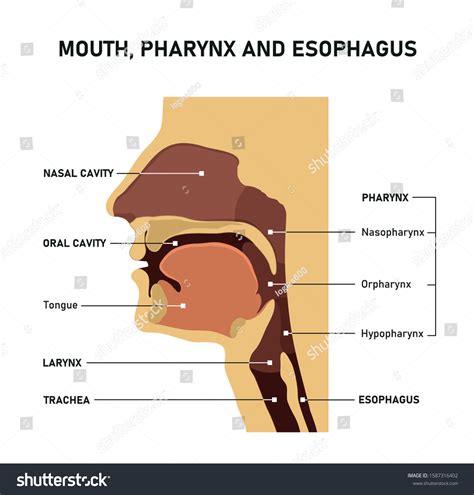 425 Upper airway Images, Stock Photos & Vectors Shutterstock