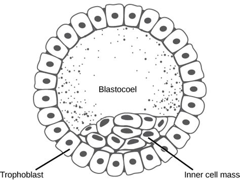 43.5B: Cleavage, the Blastula Stage, and Gastrulation - Biology …