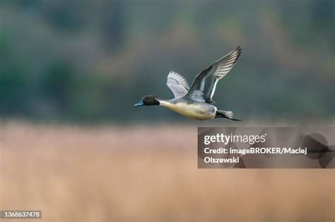 434 Pintail Duck Flight Premium High Res Photos - Getty Images