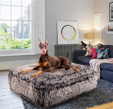 435 Dog On Fancy Couch Premium High Res Photos - Getty Images