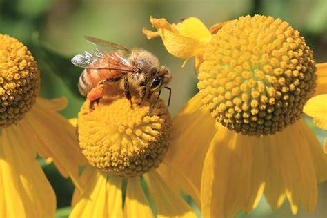45 Pollinator Friendly Perennials Sure To Attract Bees - raincitystudios.com