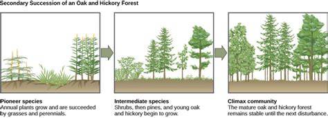 45.5D: Ecological Succession - Biology LibreTexts - raincitystudios.com