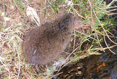 46 Different Types of Rodents (With Pictures and Identification) - muktibox.com