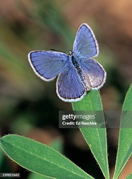 46 Karner Blue Butterfly Premium High Res Photos - Getty Images