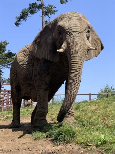 46-year-old Oakland Zoo elephant euthanized after battle with arthritis