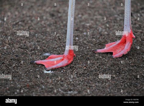 460 Flamingo Feet Stock Photos, Images & Pictures