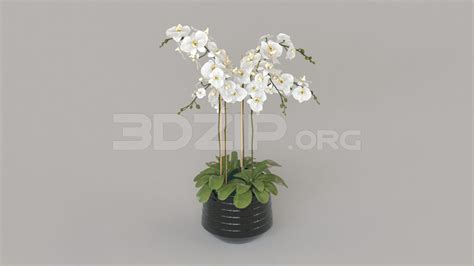 4692 Free 3D Flower Model Download 3Dzip Org 3D Model Free Download