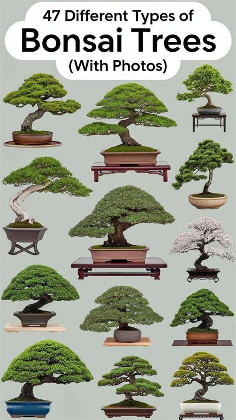 47 Different Types Of Bonsai Trees (With Photos) - raincitystudios.com