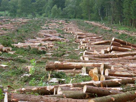 47.3A: Habitat Loss and Sustainability - Biology LibreTexts - raincitystudios.com