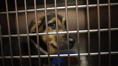 477 pets surrendered to Denver Animal Shelter already this year