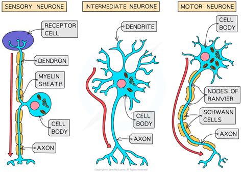 Download 48 Neurons Guide Answers File Type Pdf 