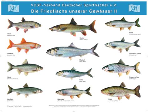 49 Fischarten Nrw