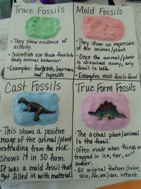 4th Grade Fossils Chespax Blogs Fossil Activities For 4th Grade - Fossil Activities For 4th Grade