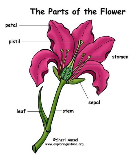 4th Grade Parts Of A Flower   Flowers And Fertilization Free Pdf Download Learn Bright - 4th Grade Parts Of A Flower