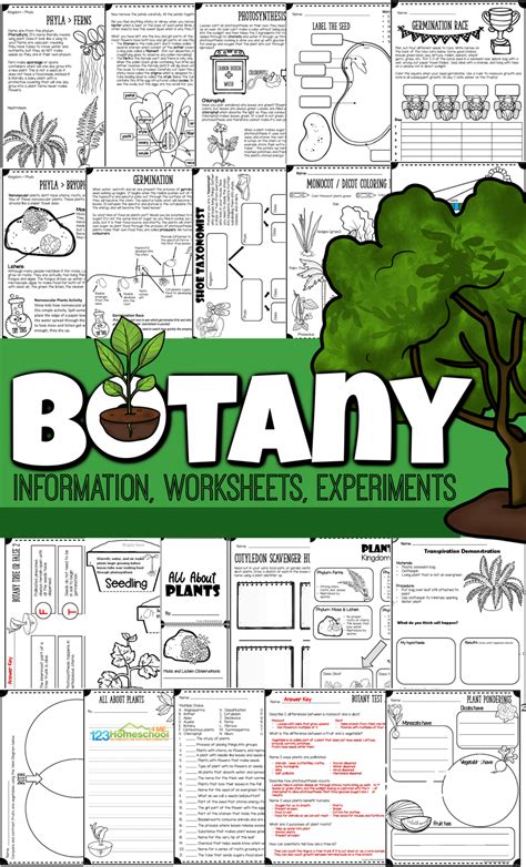 4th Grade Plants And Botany Activities Teachervision Plant Worksheet 4th Grade - Plant Worksheet 4th Grade